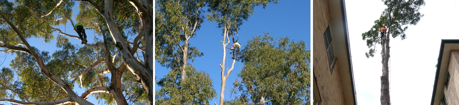 Ultimate Arbor Solutions